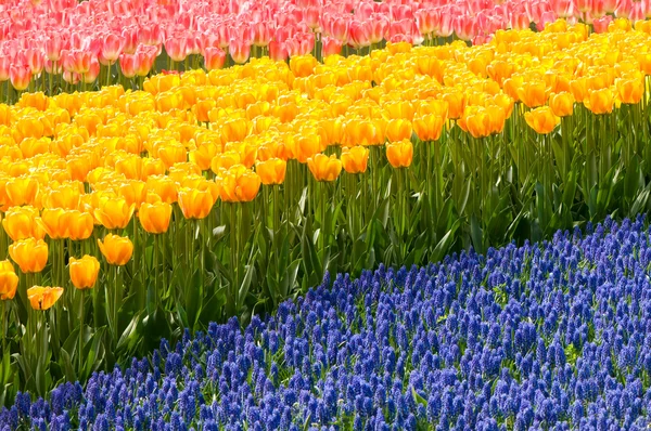 Röda och gula tulpaner och blå hyacinter — Stockfoto
