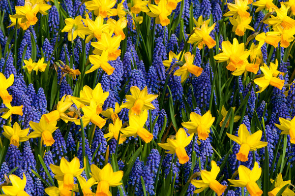 Daffodils and common grape hyacinth