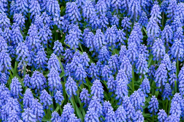 Blauwe gemeenschappelijk druif hyacinten — Stockfoto