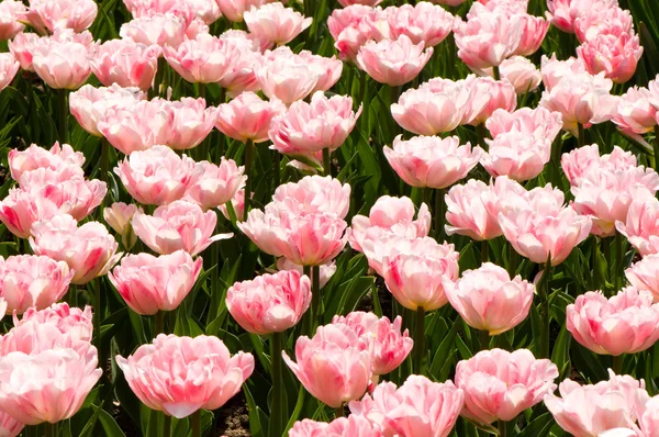Una cama de tulipanes rosados —  Fotos de Stock