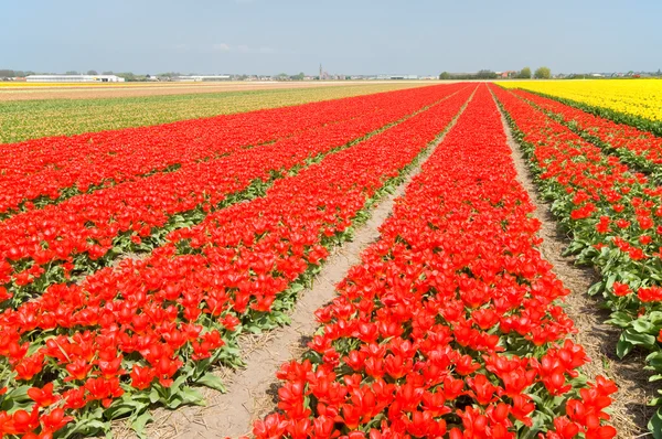 Reihen roter und gelber Tulpen — Stockfoto