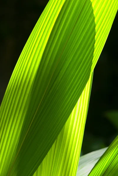 Abstracte palm bladeren — Stockfoto