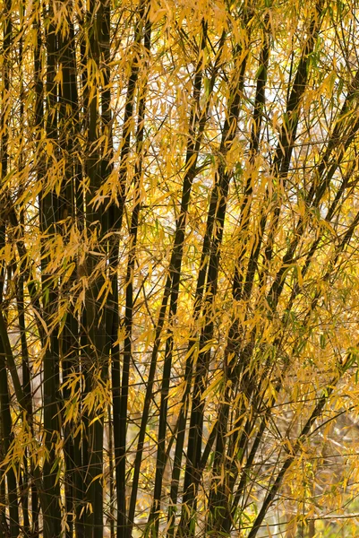 竹与枫叶 — 图库照片
