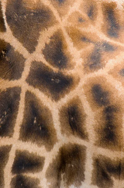 Girafa pele fundo — Fotografia de Stock