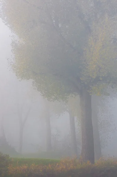 Floresta de névoa — Fotografia de Stock