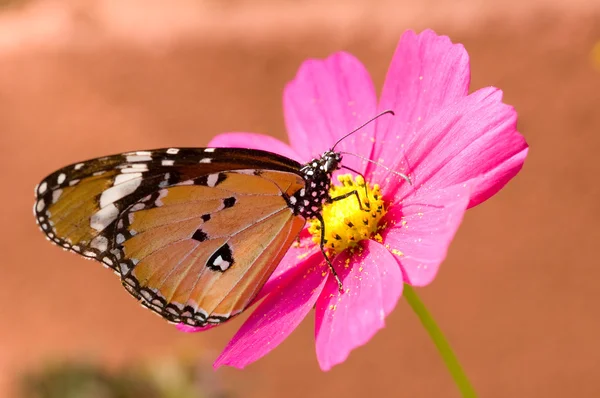 Un papillon sur une fleur — Photo