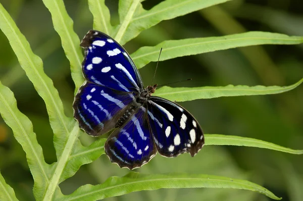 Una mariposa manchada azul — Foto de Stock
