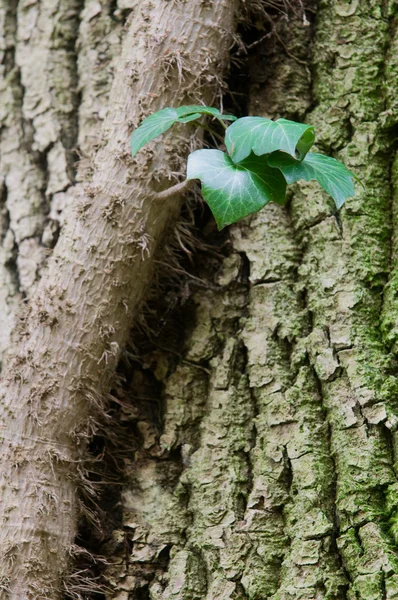 Hedera elica su un albero — Foto Stock