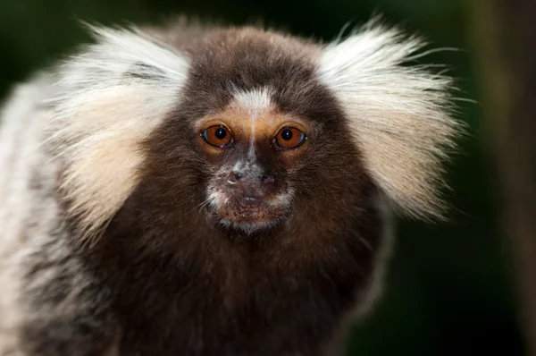 Tamarin opice — Stock fotografie