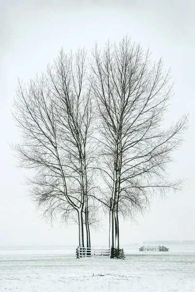 Bomen in de sneeuw — Stockfoto