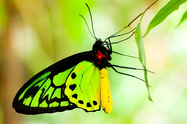 Derma kelebek — Stok fotoğraf