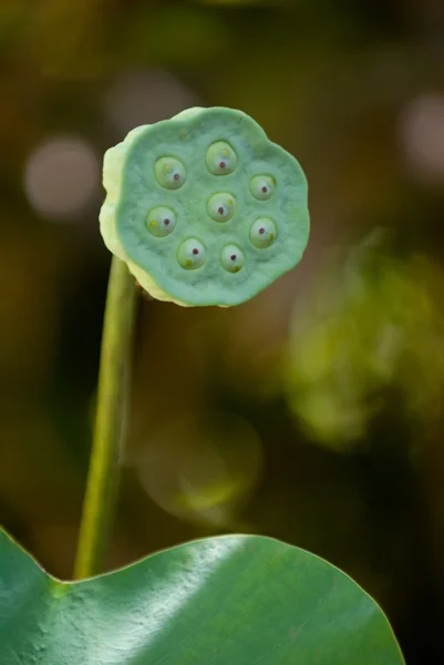 Květ lotosu semena pod — Stock fotografie