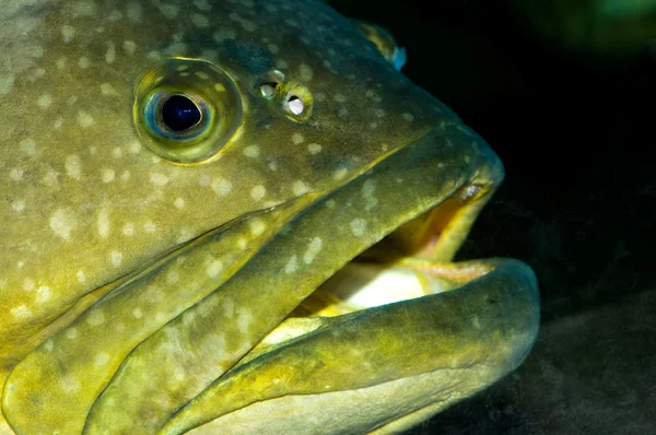 大きいタラ魚 — ストック写真