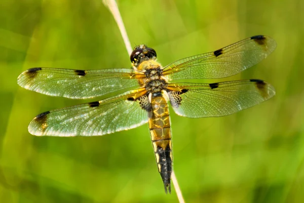 Fyra prickiga dragonfly — Stockfoto