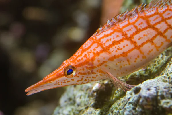 Pesce di mare spogliato arancione — Foto Stock