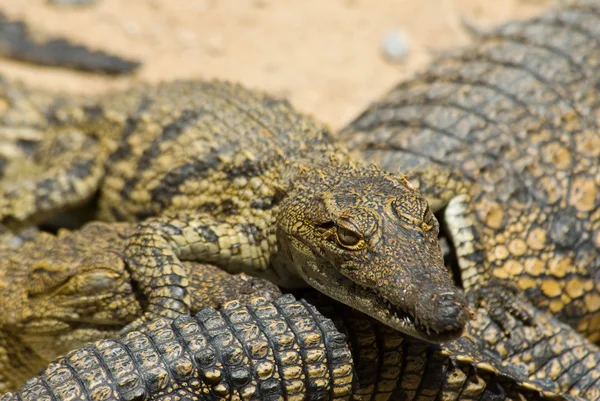 Молодий crocodils — стокове фото