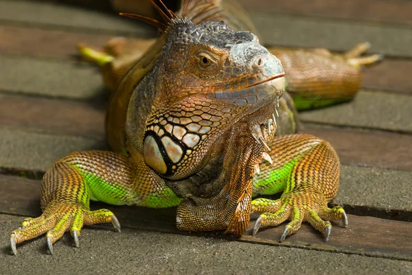 Dost iguana — Stok fotoğraf