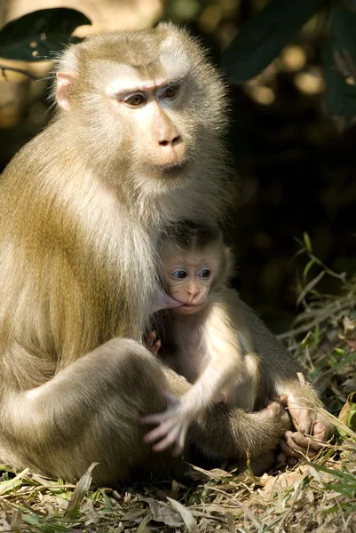 Makak matka a dítě — Stock fotografie
