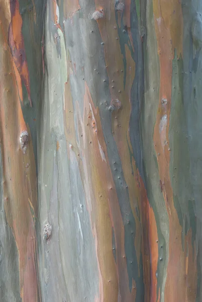 Eucaliptus 树 — 图库照片
