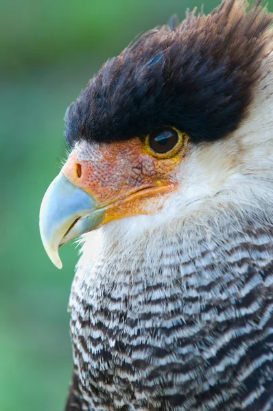 Hair caracara falcon — Stock Photo, Image