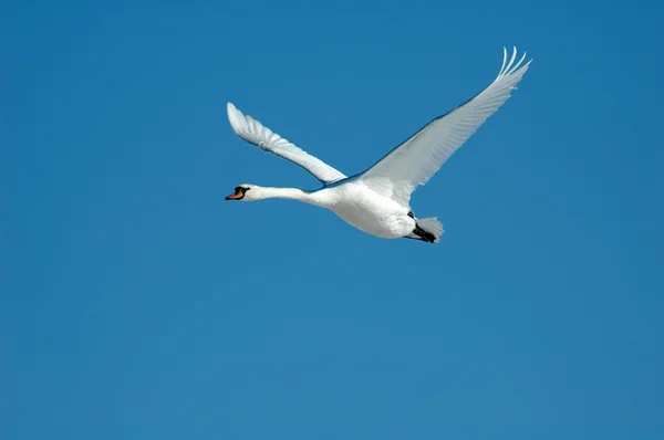 白鳥の飛行 — ストック写真