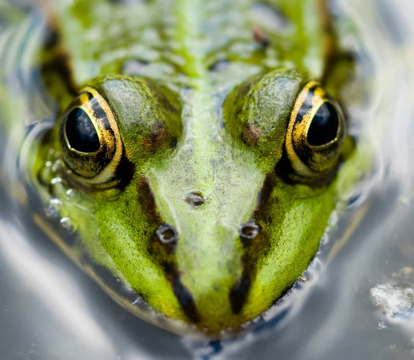 Gros plan grenouille — Photo