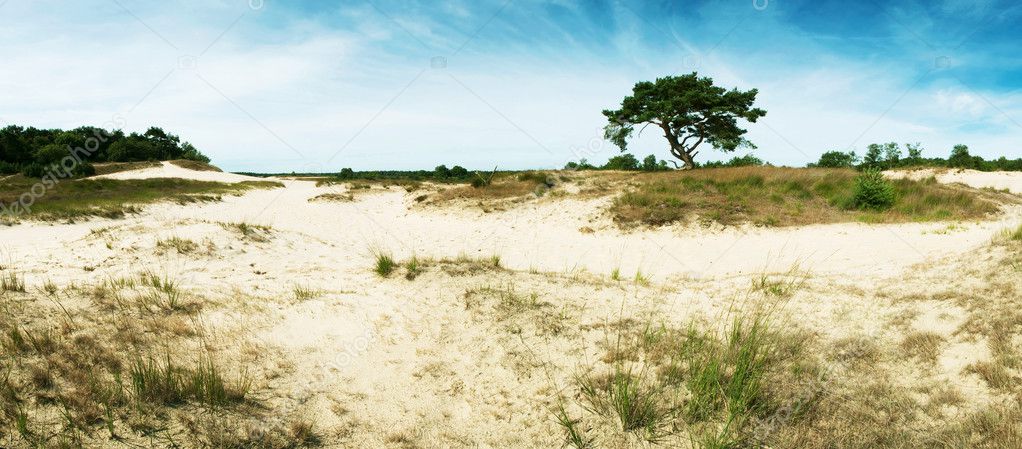 Panorama of sand-dunes