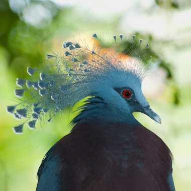 Portrait of victoria crowned pigeon clipart