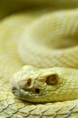Albino snake clipart