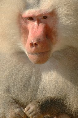 A looking baboon clipart