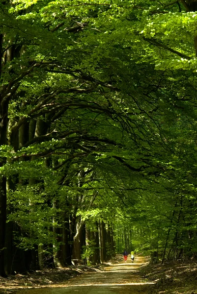 Ανοιξιάτικο δάσος — Φωτογραφία Αρχείου