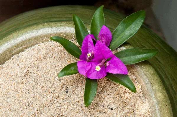 Malé bougainville v váza — Stock fotografie