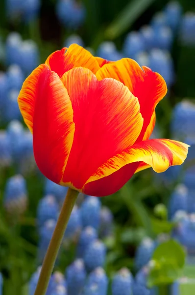Macro immagine di un tulipano — Foto Stock