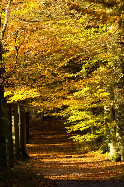 Autumn lane — Stock Photo, Image