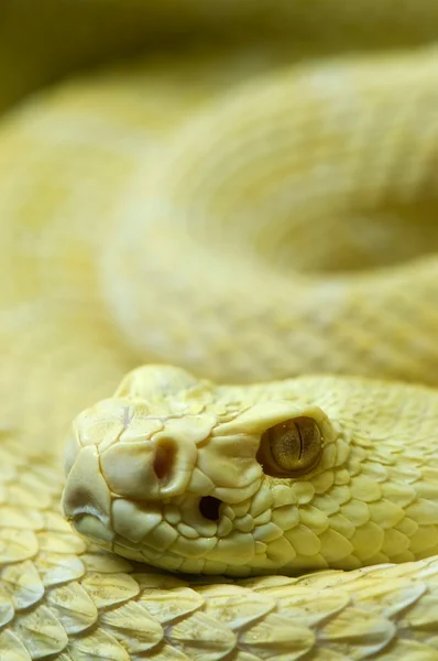 Serpent albinos — Photo