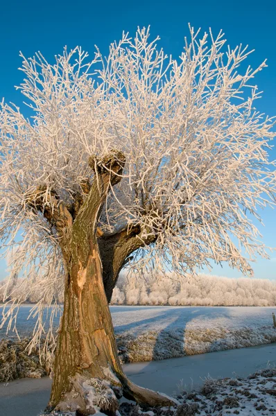 Willow tree in hoarfrost — Stock Photo, Image
