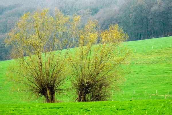 Iki söğüt ağacı — Stok fotoğraf