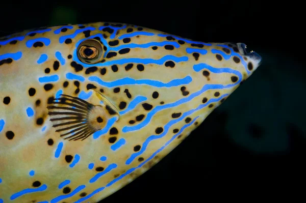 파란 바다 물고기 — 스톡 사진