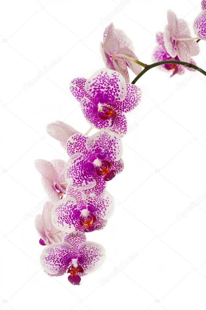 A branch of orchids