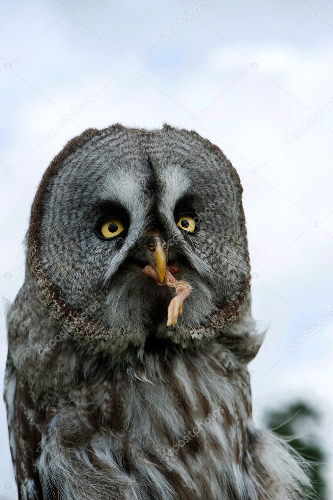 Owl with prey