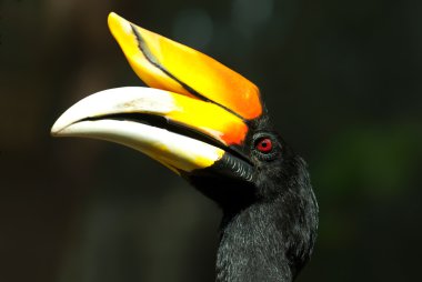 Colorful hornbill clipart