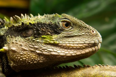 Close-up iguana clipart