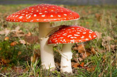 Two agaric mushrooms clipart