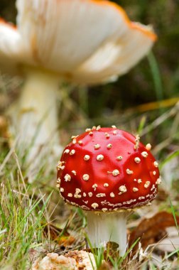 A fresh spotted fungi clipart