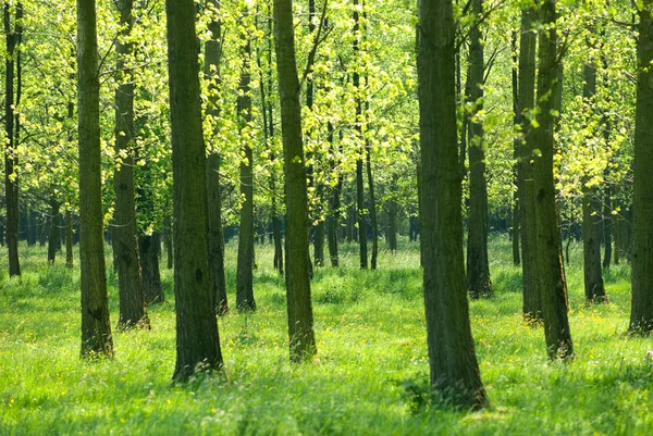 Árvores na grama — Fotografia de Stock