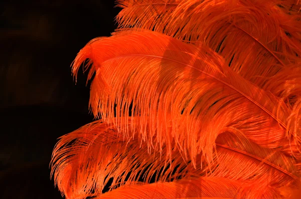 Orangefarbene Federn — Stockfoto