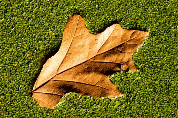 Hoja de otoño sobre hierba — Foto de Stock