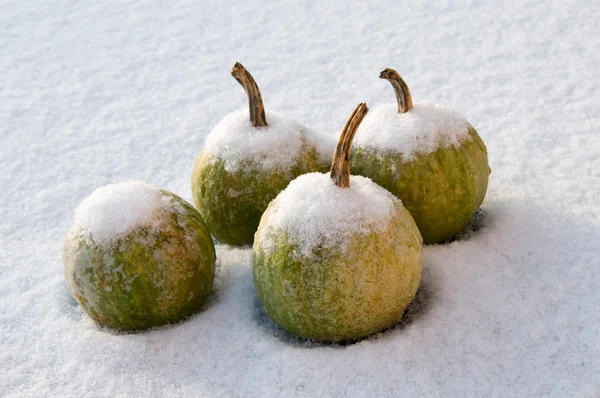 Pumpkins in the snow — Stock Photo, Image