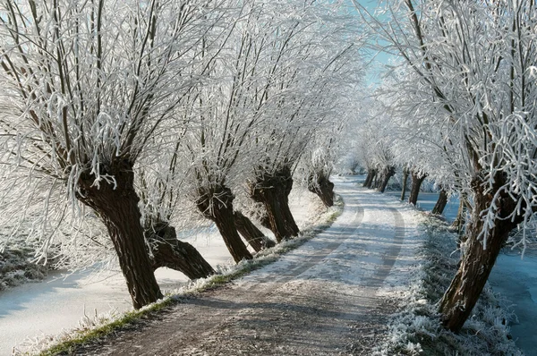 Frozen lane with hoarfrost — Stock Photo, Image