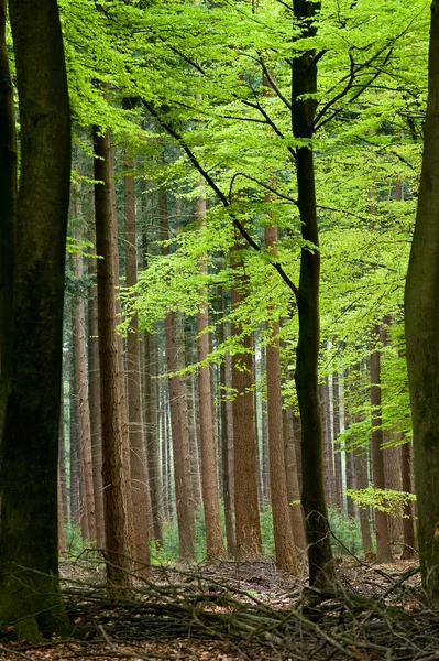 Faia árvores — Fotografia de Stock